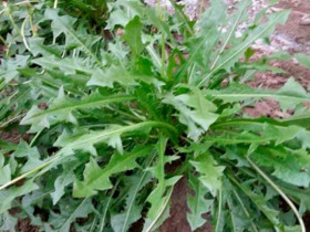 Cây mọc dại ở Việt Nam sang nước ngoài là đặc sản đắt đỏ, Mỹ đánh giá 