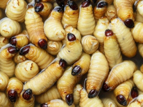 Món đặc sản khiến du khách 