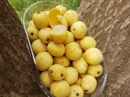 Thông tin doanh nghiệp - 3 thực phẩm màu vàng “được săn lùng” vì công dụng giảm tiểu đêm cực nhạy!