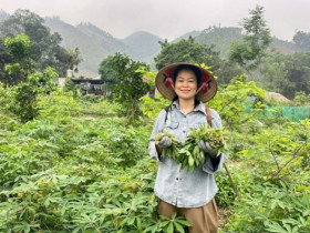 Loại cây trước lấy củ ăn chống đói, giờ hái lá làm món này bán được cả triệu đồng