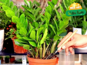 Tháng 5 cho cây kim tiền thưởng thức “món ăn vặt” này, lá mới mọc liên tục, cả chậu đầy "chuỗi tiền"