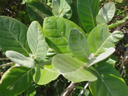 Thông tin doanh nghiệp - Loại cây này là “khắc tinh” đàm, ho, khó thở, mọc đầy vườn nhưng ai cũng tưởng là cỏ dại!
