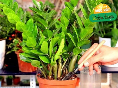 Gia đình - Tháng 5 cho cây kim tiền thưởng thức “món ăn vặt” này, lá mới mọc liên tục, cả chậu đầy &quot;chuỗi tiền&quot;