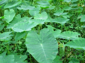 Cây dại mọc ở bờ mương, xưa cho lợn ăn nay phơi khô bán nửa triệu/kg, thành đặc sản nổi tiếng
