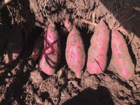 Giật mình loại khoai lang có giá lên tới 790.000 đồng/kg, nhà giàu Việt chi tiền triệu mua ăn