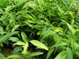Cây dại mọc bờ bụi xưa không ai ăn, nay thành đặc sản giá 200.000 đồng/kg, trồng một lần thu hoạch được nhiều năm