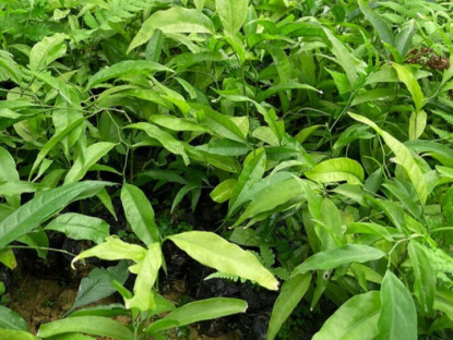 Gia đình - Cây dại mọc bờ bụi xưa không ai ăn, nay thành đặc sản giá 200.000 đồng/kg, trồng một lần thu hoạch được nhiều năm