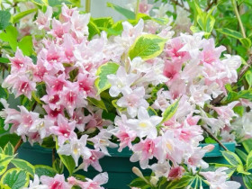 Loài hoa "đại cát" đẹp cả lá lẫn hoa, nở từ xuân đến thu, trồng một chậu vừa đẹp nhà vừa rước lộc