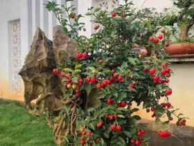 Cây dại lên chậu thành bonsai, có cây 200 triệu đồng, biểu tượng cho sự giàu có