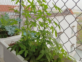 Loại rau mọc hoang nay thành đặc sản, vừa ăn vừa làm thuốc, trồng siêu dễ, hạt chạm đất là đâm chồi