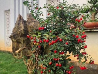 Kinh tế - Cây dại lên chậu thành bonsai, có cây 200 triệu đồng, biểu tượng cho sự giàu có