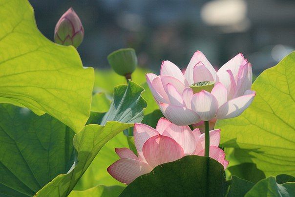 Về một thực thể thẩm mỹ và đạo đức truyền thống mang đậm dấu ấn Việt Nam - 1