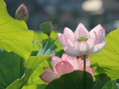Bạn đọc - Về một thực thể thẩm mỹ và đạo đức truyền thống mang đậm dấu ấn Việt Nam