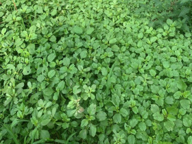 Rau mọc hoang nay thành đặc sản, giá 50.000 đồng/kg nhưng hạt chạm đất là mọc, trồng 20 ngày là có ăn