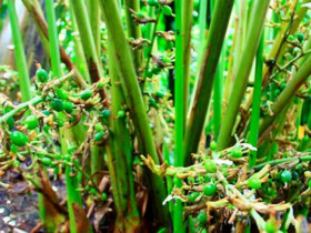 Việt Nam có loại quả gia vị đắt thứ 3 thế giới, chỉ hơn 10 nước trồng được, thế giới 