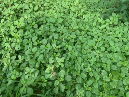 Gia đình - Rau mọc hoang nay thành đặc sản, giá 50.000 đồng/kg nhưng hạt chạm đất là mọc, trồng 20 ngày là có ăn