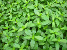 Rau dại mọc bờ bụi nay thành đặc sản, giá 70.000 đồng/kg, trồng siêu dễ, gieo hạt một lần thu hái nhiều năm