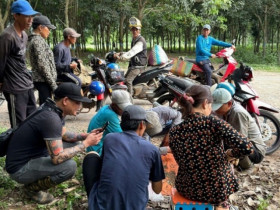 “Lộc trời” ở Việt Nam mỗi năm xuất hiện một lần, dân đi hái về bán cả triệu đồng/kg