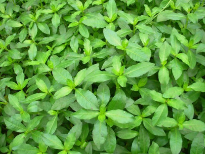 Gia đình - Rau dại mọc bờ bụi nay thành đặc sản, giá 70.000 đồng/kg, trồng siêu dễ, gieo hạt một lần thu hái nhiều năm