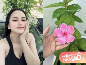 Vợ "nhạc sĩ giàu nhất Việt Nam" khoe khu vườn biệt thự nhưng làm ai nấy nghẹn ngào vì dấu ấn 2 người thân
