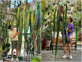 Chàng trai trồng cây lá xanh siêu to trong nhà, lá dài gần 3m, đẹp hơn cả rèm cửa