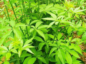 Loài rau dại cùng họ với nhân sâm, nay thành đặc sản giá 60.000 đồng/kg, cắm cành vào đất 10 ngày là bén rễ
