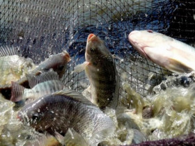 Loại cá rẻ tiền ở quê, nay phơi khô thành đặc sản 200.000 đồng/kg, còn xuất khẩu đi khắp nơi