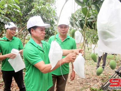 Thông tin doanh nghiệp - Mường La đưa cây ăn quả lên vùng đất dốc