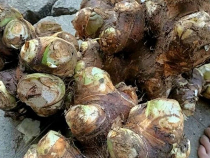 Gia đình - Củ “nhìn thì ghê, ăn thì ghiền”, bở tơi dẻo thơm dân sành ăn và mẹ bầu đều thi nhau săn lùng