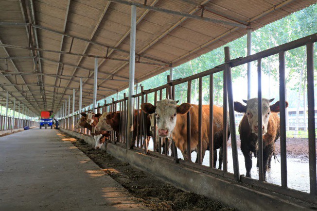 Đầu tư tài chính trực tuyến 3,6 tỷ đồng, cay đắng nhận lại... toàn thịt bò - 2