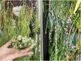 Đây là “vua” cây treo, cành rủ xuống thành thác xanh, hoa vừa đẹp vừa thơm, quả xinh xắn cũng ăn được