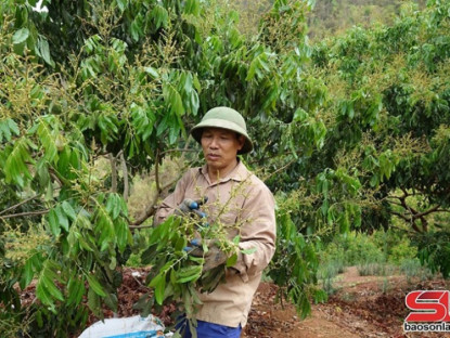 Thông tin doanh nghiệp - Chủ động các điều kiện phục vụ thu hoạch, chế biến, tiêu thụ nông sản
