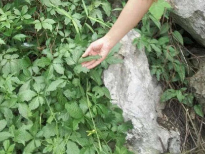Kinh tế - Việt Nam có cây trường thọ mọc dại khắp nơi, không cần trồng vẫn hái ra &quot;vàng&quot;, thành đặc sản