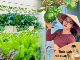 Mẹ đảm Phú Thọ trồng rau trên sân thượng vì con bị ngộ độc, giờ rau sạch ăn quanh năm, hái mỏi tay không hết