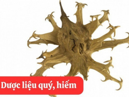 Thông tin doanh nghiệp - Hy vọng mới cho người đau nhức xương khớp lâu năm từ Móng Quỷ trong Bách Niên Kiện