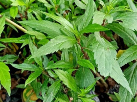 Rau dại được ví như "thần dược" miền núi, giá 250.000 đồng/kg nhưng trồng siêu dễ, cắm cành vào đất 7 ngày liền bén rễ