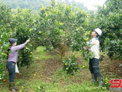 Thông tin doanh nghiệp - Phù Yên đẩy mạnh phát triển nông nghiệp hữu cơ