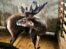 Ngắm con nai “độc nhất vô nhị” ở Nghệ An, được trả 1 tỷ đồng nhưng chủ nhân không bán