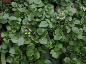 Rau dại Mỹ đánh giá “tốt nhất thế giới”, Việt Nam có khắp nơi, trồng trong nước hay đất đều được, 25 ngày là thu hoạch