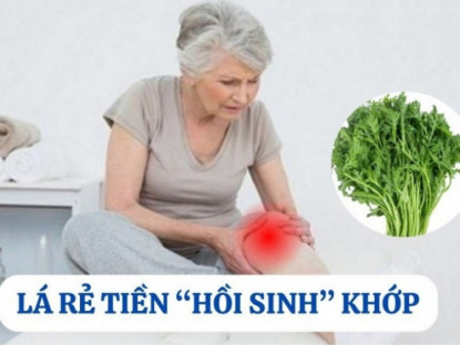 Thông tin doanh nghiệp - Loại lá mọc đầy vườn, rẻ như cho nhưng là “khắc tinh” của bệnh xương khớp