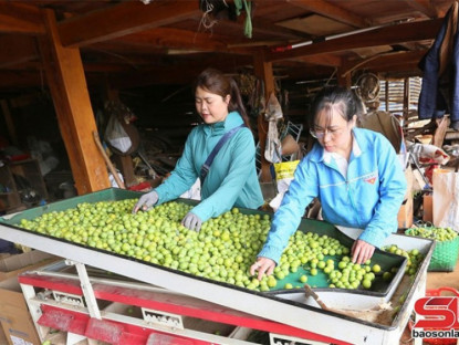 Thông tin doanh nghiệp - Thành phố vào mùa thu hoạch mận tam hoa
