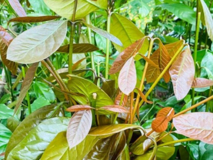 Gia đình - Cây dại cắm đất là lên tua tủa, xưa mọc vạ vật bìa rừng nay thành đặc sản 150.000đ/kg, trồng một cây thu hoạch quanh năm