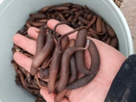 Đặc sản tốt cho quý ông, nhìn ghê sợ nhưng giá gần nửa triệu đồng/kg, nhiều người săn lùng