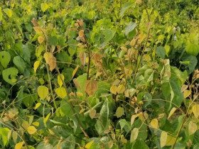 Rau dại chống đói nay thành đặc sản giá 75.000 đồng/kg, cắm cành vào đất là bén rễ, cách 4 ngày thu hoạch 1 lần