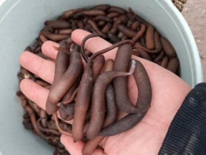 Kinh tế - Đặc sản tốt cho quý ông, nhìn ghê sợ nhưng giá gần nửa triệu đồng/kg, nhiều người săn lùng