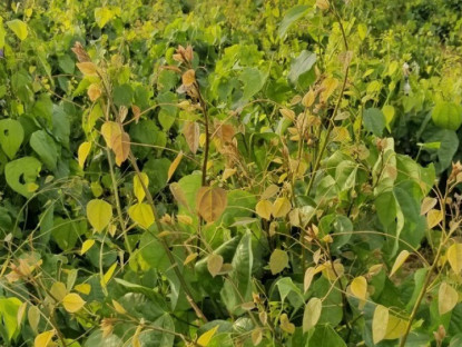 Gia đình - Rau dại chống đói nay thành đặc sản giá 75.000 đồng/kg, cắm cành vào đất là bén rễ, cách 4 ngày thu hoạch 1 lần