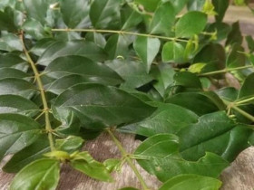 Cây dại ở bờ rào hóa 