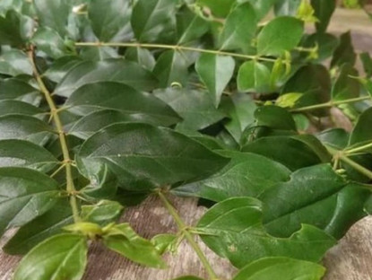 Kinh tế - Cây dại ở bờ rào hóa &quot;mỏ vàng&quot;, thành đặc sản nổi tiếng, dân trồng hái lá bán 200.000 đồng/kg