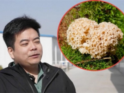 Kinh tế - Trồng &quot;nấm thần kỳ&quot; dưới nắng mà hốt bạc triệu/ngày