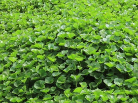 Rau dại được ví như “vàng trên mặt đất”, mùa hè người người thi nhau mua, trồng siêu dễ, không cần chăm vẫn tươi tốt